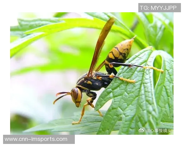 黄蜂积极构建独特体系Windhorst称其决策明智且具前瞻性